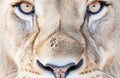 Ai generative. Head shot of a male Lion Royalty Free Stock Photo