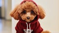 illustration of a cool mini poodle with red colored hoodie