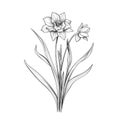 Daffodil plant, line drawing, botanical illustration