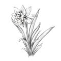 Daffodil plant, line drawing, botanical illustration