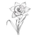 Daffodil plant, line drawing, botanical illustration