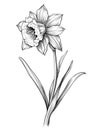 Daffodil plant, line drawing, botanical illustration