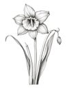 Daffodil plant, line drawing, botanical illustration