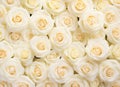 Ai generative. Wall of natural cream roses