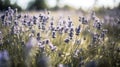 Ai generative. Lavender flowers field
