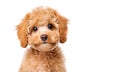 AI generative. Little brown poodle dog on white