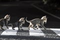 ai generative Mother cat and her kittens crossing a zebra crossing
