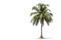 Ai generative. Palm tree on white