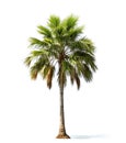 Ai generative. Palm tree on white