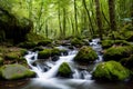 Enchanting Forest and Freshwater Streams