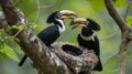 AI generative photography hornbill,Oriental Pied Hornbill. Oriental pied hornbill