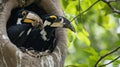 AI generative photography hornbill,Oriental Pied Hornbill. Oriental pied hornbill