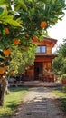 AI generative photography wooden house in the orange garden