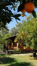 AI generative photography wooden house in the orange garden