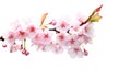 AI generative. Pink cherries blossom on white