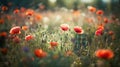 Ai generative. Poppy flowers field Royalty Free Stock Photo