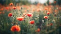 Ai generative. Poppy flowers field Royalty Free Stock Photo