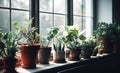Ai generative. Potted houseplants on windowsill indoors