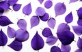 Ai generative. Purple flower petals on white background