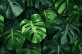 Ai generative. Tropical soft green monstera leaves background