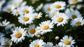Ai generative. White daisies as a background