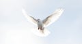 AI generative. White dove against blue sky