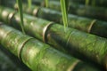 ai generative young bamboo close view Royalty Free Stock Photo
