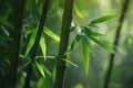 ai generative young bamboo close view Royalty Free Stock Photo