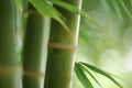 ai generative young bamboo close view Royalty Free Stock Photo