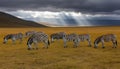 AI generator image of a large herd of zebras eating grass