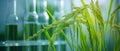 AI generator image of scientists\' experiments with plants, rice, genetically modified rice ears. Laboratory, test tube Royalty Free Stock Photo