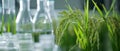 AI generator image of scientists\' experiments with plants, rice, genetically modified rice ears. Laboratory, test tube Royalty Free Stock Photo