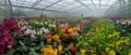 AI generator image of various types of flower nurseries Various colors Royalty Free Stock Photo