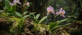 AI generator image of wild orchids Royalty Free Stock Photo