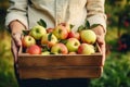 The girl is holding a wooden box with red apples in her hands. Royalty Free Stock Photo