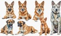 group dogs sitting in front white background Royalty Free Stock Photo