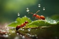 An AI illustration of ants are walking on green leaf covered with water drops and rain