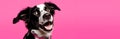AI illustration of a black and white canine with its mouth wide open against a pink background.