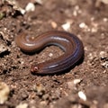 AI illustration of a close-up of a planarian Obama nungara in nature.