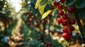 AI illustration of a closeup of ripe cherry fruits illuminated by a striking sunset.