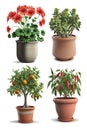 AI illustration. Collection of indoor plants, citrus, geranium and other, on white background Royalty Free Stock Photo