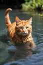 AI illustration of a curious feline can be seen delicately treading through shallow water