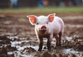 AI illustration of a cute pig with playful gaze in muddy field Royalty Free Stock Photo