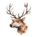 AI illustration of a deer painted in a watercolor style, set against a white background.