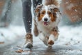 AI illustration of a happy Australian Shepherd dog running alongside its owner on a snowy day.