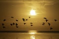 AI illustration of seagulls soar over ocean at sunset