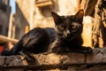 AI illustration of a sleek and mysterious black cat perches majestically atop a weathered rock.