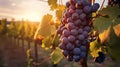 AI illustration of a sun-drenched vineyard with ripe bunches of grapes