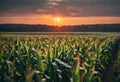 AI illustration of a sunrise over a corn field with crops in the foreground Royalty Free Stock Photo