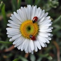 AI illustration of two ladybugs perched atop a daisy flower.
